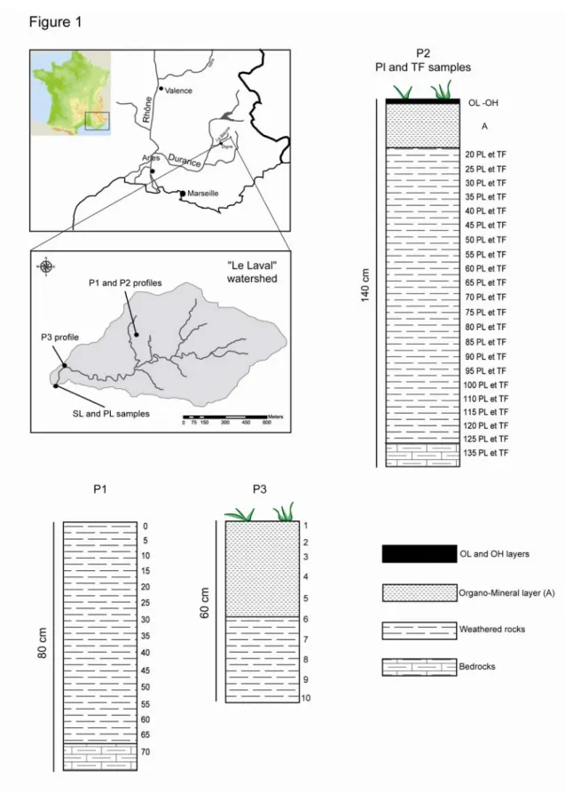 Fig. 2. Categories of particulate organic matter distinguished from morphological  criteria : clear and granular amorphous organic matter (CGAOM), - reddish amorphous 