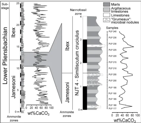 Fig. 2. Stratigraphic column of the Lower Pliensbachian part of the Peniche section with high- high-resolution calcium carbonate values