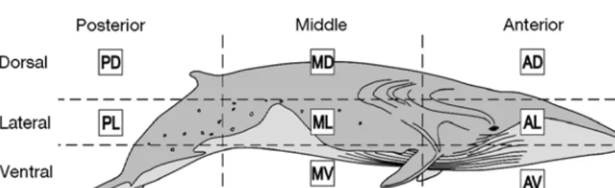 Fig. 1. Balaenoptera physalus. Sample code locations on the recently deceased fin whale