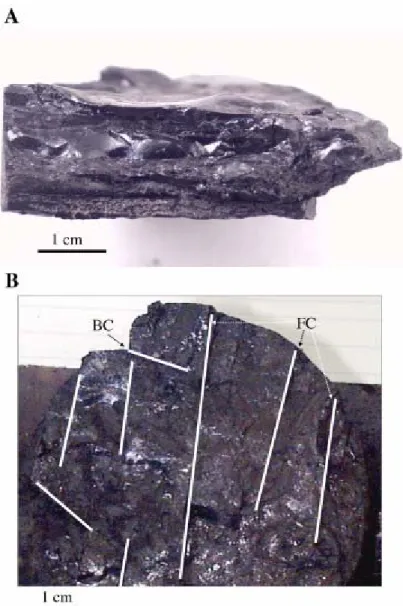 Fig. 3. (A) Hand-specimen of Mannville coal from the Fenn–Big Valley area showing distinct  bright and semi-bright to dull banding; (B) Another specimen showing face cleat (FC) and  butt cleat (BC) development and conchoidal fracture pattern of the vitrini