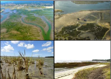 Figure 1. Aerial overview of tidal flats in the Bay of Arcachon (top images). Spartina anglica in the  tidal flats (bottom left) and high marsh zone in the Bay of Arcachon (bottom right) 