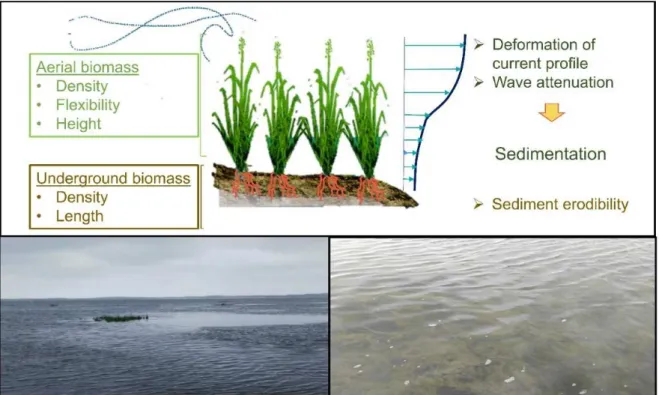Figure 2. Schematic representation of biophysical interactions between submerged aquatic vegetation  (SAV) and hydrodynamics (top)