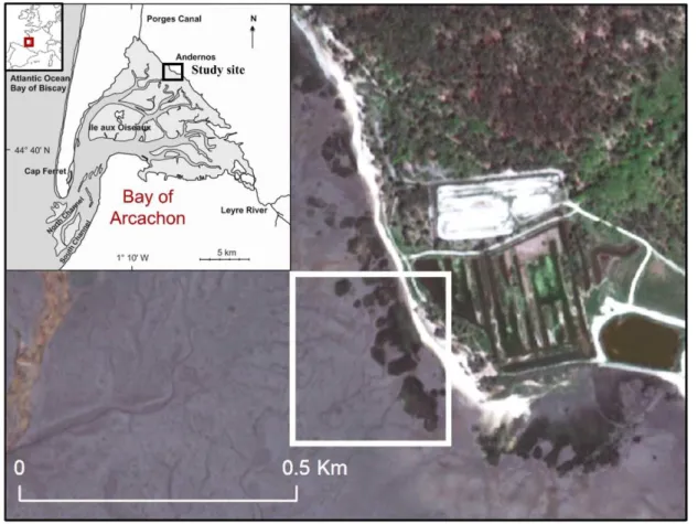 Figure 1.1 Location of the Andernos’ salt marshes (white rectangle) in the study site (Bay of Arcachon, SW  France)