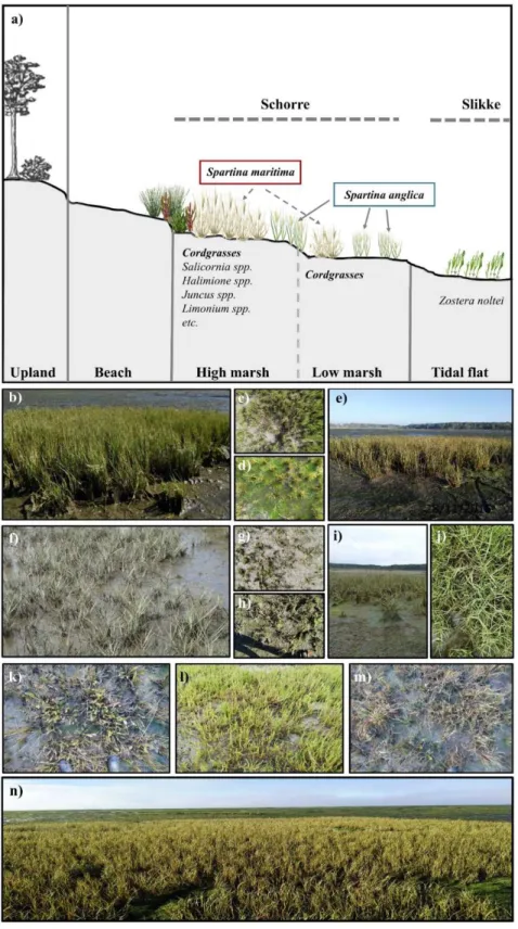 Figure  1.2.  Characterization  of  vegetation  in  the  Bay  of  Arcachon.  a)  Schematic  representation  of  the  typical  distribution of intertidal vegetation along the tidal gradient; b) dense green meadow of Spartina maritima; c)  transition from a 