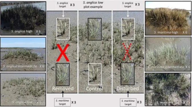 Figure 2.2 Experimental design of the removal experiment. Images on the left correspond to Spartina anglica  dominant  plots  at  the  three  intertidal  levels:  low,  intermediate  and  high