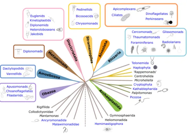 Fig. 3. Phylogenetic tree of eukaryotes highlighting protist diversity recorded from deep-sea studies  (deep-sea records obtained from direct observations, cultivations and metabarcoding studies in blue)