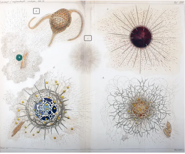 Figure   1.   The   plate   from   Haeckel   1865.   Figures   1   and   2   (numbers   in   squares)    show   different   life   stages   of   Protogenes   primordialis