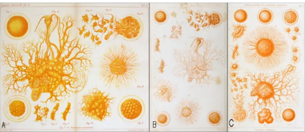 Figure   3.   The   illustrations   of   Protomyxa,   the   primitive   life-­‐form,   credited   to    Haeckel:   A