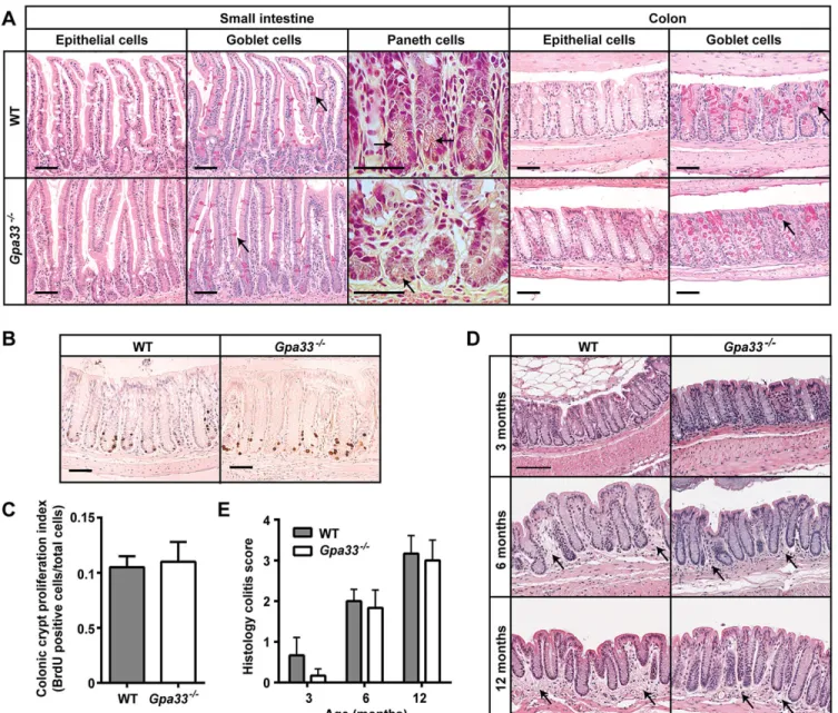 Fig. 1. Gpa33 −/− mice do not exhibit steady-state gastrointestinal pathology. (A) Representative histological images of small intestine and colon from 10-week-old Gpa33 − / − and WT mice on a pure C57Bl/6 background