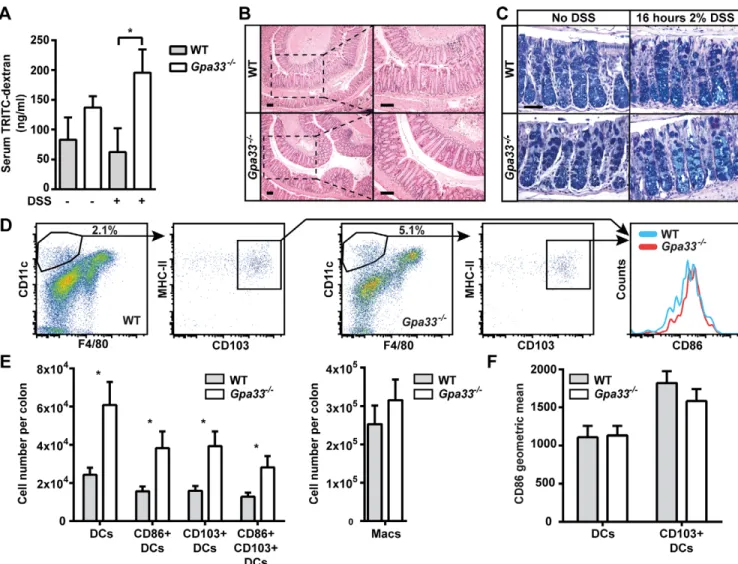 Fig. 2. Gpa33 −/− mice are sensitised to impaired intestinal barrier function. (A) Mice were provided with 2% DSS in the drinking water ad libitum for 16 h following which TRITC-dextran was administered by gavage