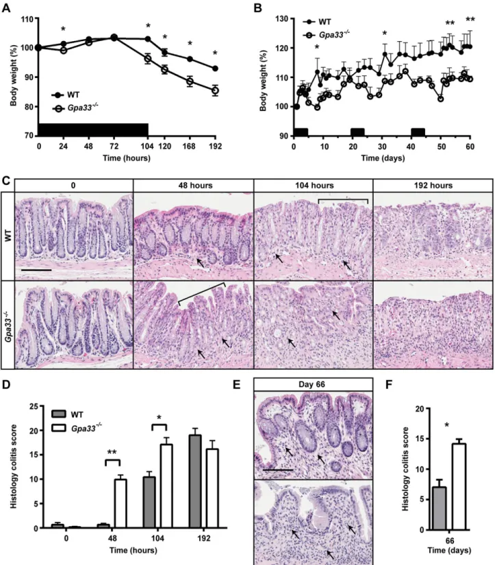 Fig. 3. Gpa33 −/− mice are more susceptible to DSS-induced colitis. (A,B) Black bars indicate cycles of 2% DSS treatment provided ad libitum in drinking water