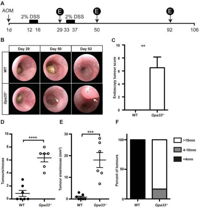 Fig. 4. Gpa33 −/− mice are more susceptible to colitis-associated cancer (CAC). (A) Schematic representation of the regimen used to induce CAC, whereby a single AOM injection (10 mg/kg body weight) is followed by two cycles of 2% DSS provided ad libitum in