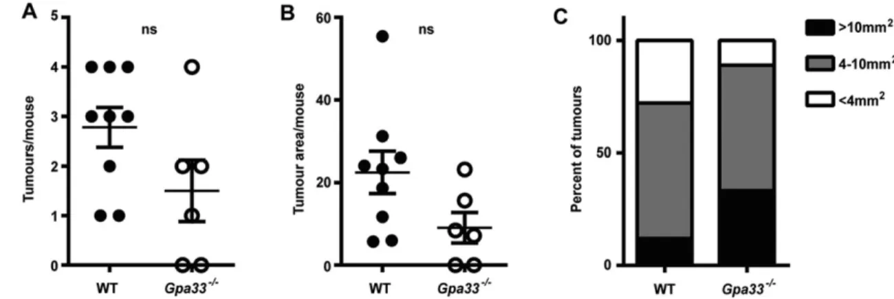 Fig. 5. Gpa33 −/− mice are not prone to sporadic CRC. Mice were injected with AOM (10 mg/kg body weight) six times at weekly intervals to induce sporadic CRC