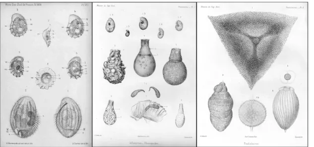 Fig.   5.   The   variety   of   new   protist   taxa   described   by   Certes.   The   left   panel   shows   the    ciliates   now   known   as   Phacodinium   metchikoffi   (figs