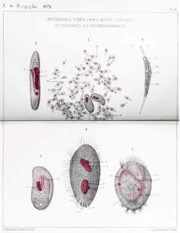 Fig.   2.   &#34;Infusoria   fixed   with   osmic   acid   and   stained   with   picocarminate&#34;   from   the   1879    publication   in   the   Journal   de   Micrographie   (Suppl   File   Ref   4)
