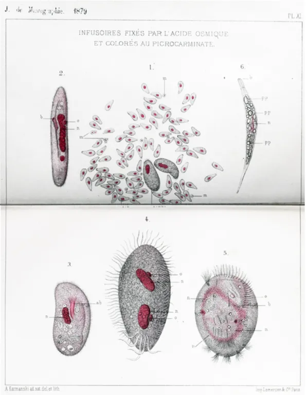 Fig.   2.   "Infusoria   fixed   with   osmic   acid   and   stained   with   picocarminate"   from   the   1879    publication   in   the   Journal   de   Micrographie   (Suppl   File   Ref   4)