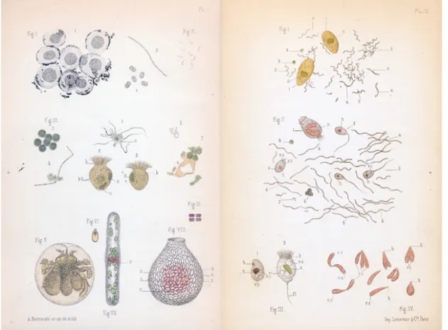 Fig.   3.   Plates   I   and   II   from   Certes   1883   Anaylses   Micrographique   des   Eaux   showing    microoganisms   from   a   variety   of   natural   waters   and   a   hay   infusion   stained   using   a    variety      of   colorants   afte