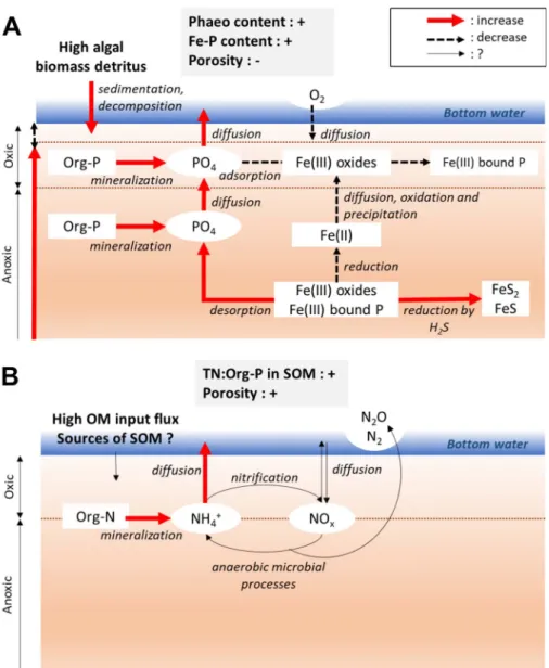 Figure 7. Stimulation of PO 4 e ffl uxes by an increase in phaeopigment and Fe-P content, and a decrease in porosity of surface sediment