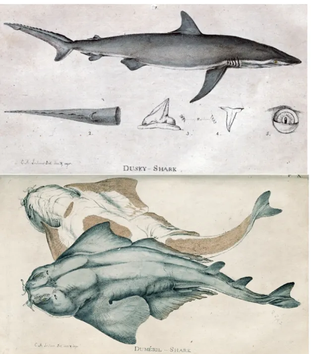 Figure 9. Lesuer's striking illustrations of new species of sharks from his 1818 article in the  Journal of the Academy of Natural Sciences of Philadelphia (Le Sueur 1818b)