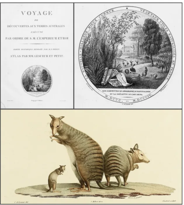 Figure 1. Lesueur's artistic reputation was established through his illustrations in the 'atlas  part 1' of &#34;Voyages de Découvertes aux Terres Australes&#34;, the reports on the Baudin 