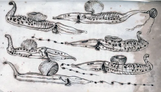 Figure 4. Plate 1 from volume 1, issue 1 of the Journal on pteropods (planktonic molluscs)  from the Mediterranean Sea (Le Sueur 1817c)