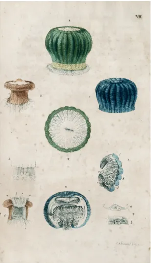 Figure 7. Jellyfish from Volume 1, issue 6, (Le Sueur 1817i), the last issue printed in New  York