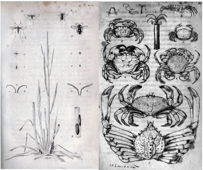 Figure 8. Plates made by Lesueur for articles in the Journal by Thomas Say on insects (Say  1817a) and crustaceans (Say 1817b)