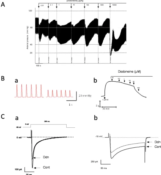 Figure 2. Physiological effects of dodoneine in vivo, ex vivo, and in vitro: on anesthetized rat carotidal  blood pressure (A); on the left ventricular developed pressure (LVDP) of isolated perfused rat heart  (Ba); on rat precontracted aortic rings (Bb); 