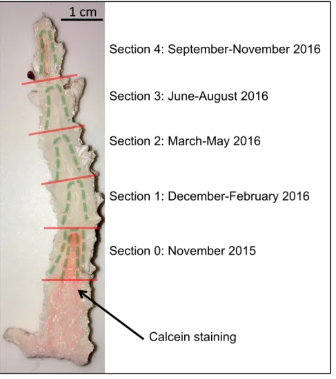Fig. S3. Schematic showing the portions of the skeleton of Acropora pulchra that  were selected to represent the conditions in the calcifying fluid at the start of the  experiment (section 0), and after ~ 0-3 (section 1), 3-6 (section2), 6-9 (section 3), a