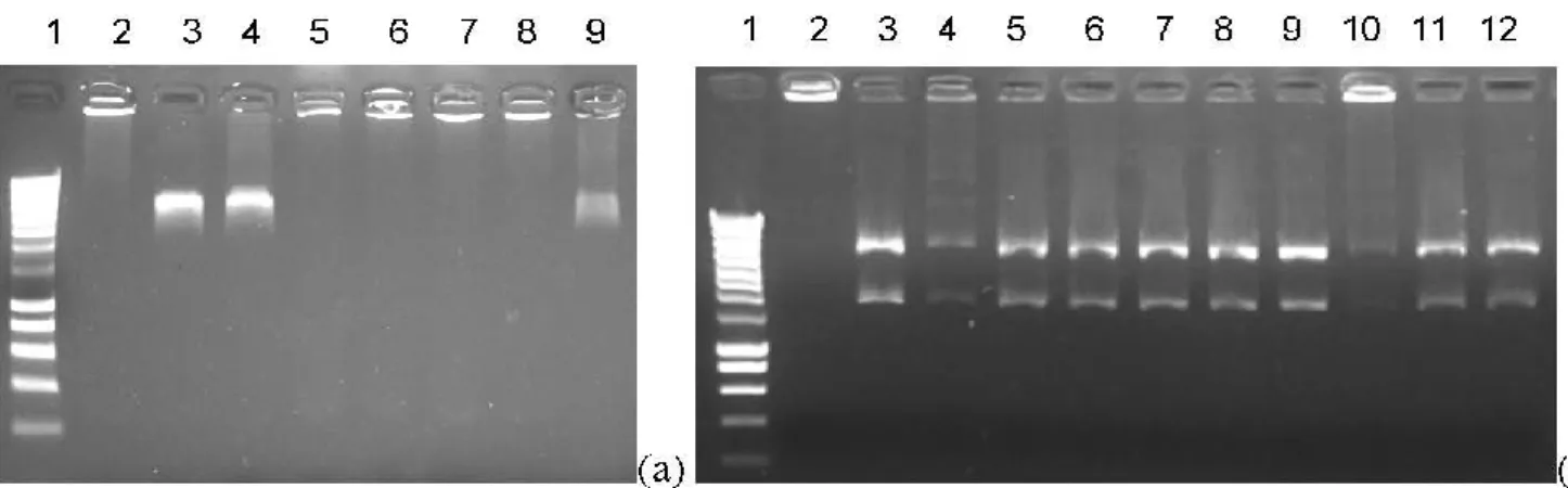 Figure  2.  Topoisomerase  II  decatenation  of  kinetoplast-DNA  (kDNA)  assay.  (a)  doxorubicine  (doxo)  control:  (1)  size  marker;  (2)  kDNA  only;  (3)  kDNA  +  TopoII;  