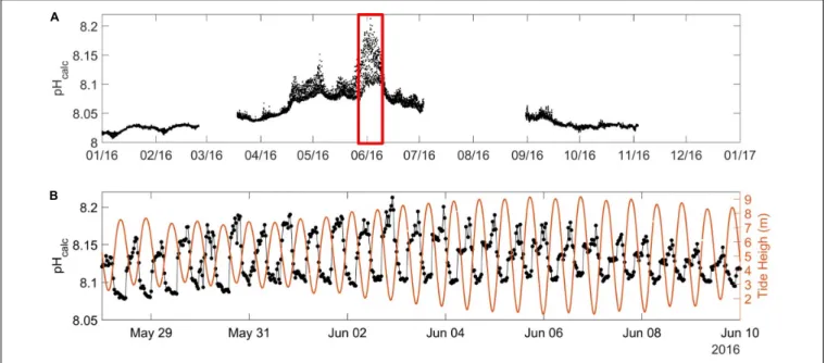 FIGURE 8 | (A) pH calc (in pH units on the total scale at in situ SST) at the ASTAN buoy during the year 2016 as explained in Section “Carbonate System Parameters”