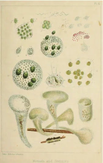 Figure   3.   Plate   2   of   12   from   Mantell's   "The   invisible   world   revealed   by   the    microscope;   or,   Thoughts   on   animalcules"