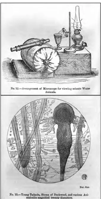 Figure   5.   Figures   12   and   13   from   "The   Microscope,   or   Descriptions   of   Various    Objects   of   Especial   Interest   and   Beauty,   Adapted   for   Microscope   Observation"