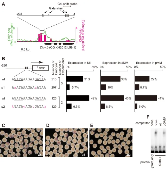 Fig. 2. Gata.a directly regulates Zic-r.b expression. (A) Mapping of Gata.a ChIP data, which were published previously (Oda-Ishii et al., 2016), onto a genomic region consisting of the exons and upstream region of Zic-r.b