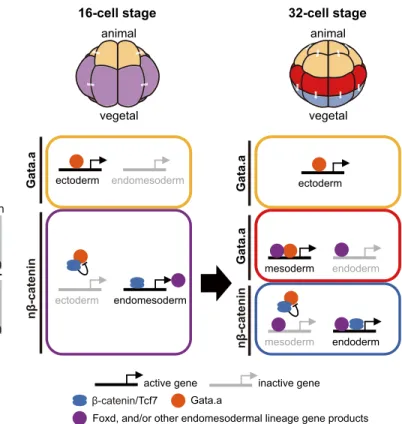 Fig. 3. Gata.a binding activity is reduced by interaction with Tcf7 and β -catenin. (A) Gel-shift analysis showing suppression of Gata.a binding activity by Tcf7 and β -catenin