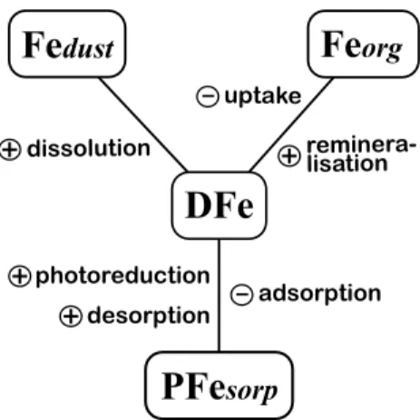 Fig. 2. Chemical model of iron. Processes supplying DFe haven a sign of + and those removing DFe a sign of − .