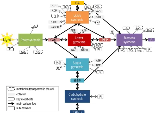 Table 1. Definition and reduction of sub-networks formed from metabolic reactions of a unicellular autotrophic microalgae.