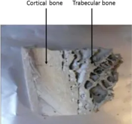 Figure 1  Sample  showing the compact cortical bone and the spongy trabecular bone. 