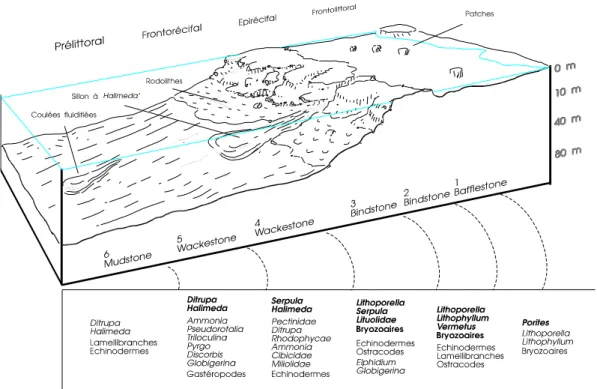 Figure 3: Reconstitution du récif à Porites et Algues rouges - Reconstitution of  Porites and Red Algae reef 