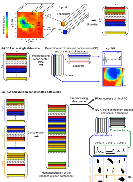 Figure 3.  Methodological approach. (a) S-FTIR hyperspectral data cubes were first unfolded into a matrix form  in which each pixel, which corresponds to an individual spectrum, represents a line of the matrix