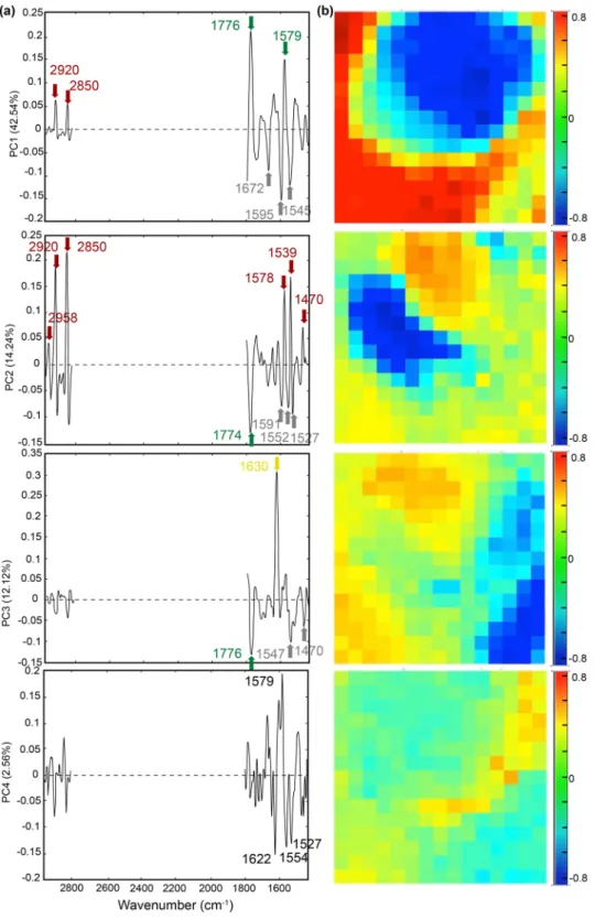 Figure 4.  PCA results obtained on individual image Area 2 following preprocessing procedure (i.e