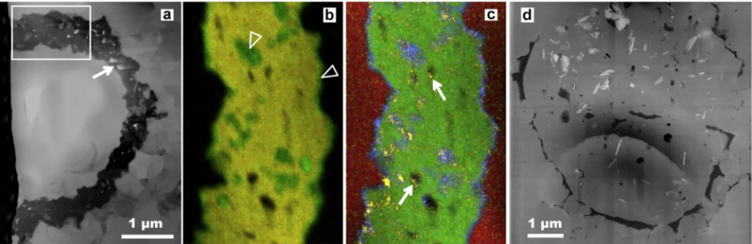 Fig. 4. Fe-minerals associated with Huroniospora. Scanning transmission electron microscope images of Focused Ion Beam ultrathin sections