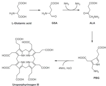 Fig. 4. A partial pathway for chlorophyll synthesis in the cell.