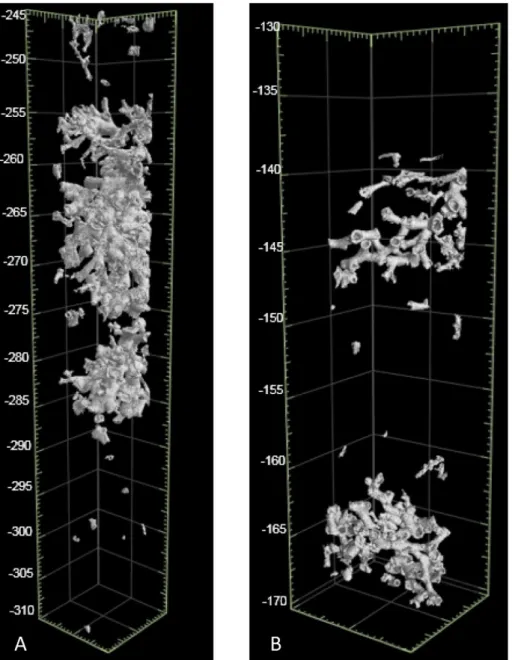 Fig. 5. CT-scan images illustrating A: the mound base from core 038 with high coral density and B: variation in coral density and coral hiatuses in core 035