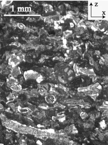 Figure 1. Thin section of Meriel limestone. The porous network is repre- repre-sented by blue epoxy.
