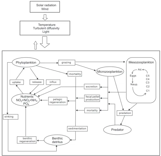 Fig. 1. Conceptual diagram of the coupled model.