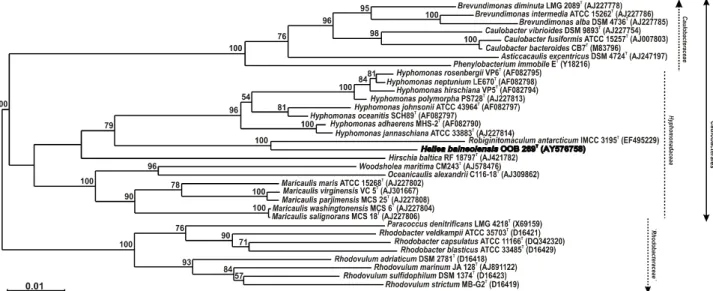 Fig.  1.  Phylogenetic  tree  based  on  16S  rRNA  gene  sequences  showing  the  position  of  strain 453 