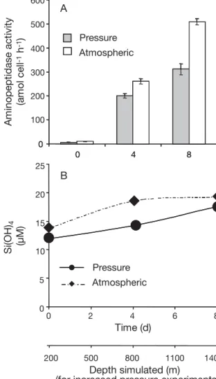 Fig. 3. Cell-specific (A) aminopeptidase rates and (B) Si(OH) 4