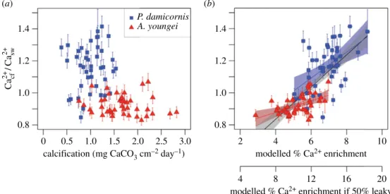 Figure 3. Factors driving Ca 2þ cf =Ca 2þ sw variability. Sensitivity of Ca 2þ cf =Ca 2þ sw to (a) calcification and (b) ½ Ca 2þ # cf elevation estimated by modelling with Mg/Ca and Sr/Ca ratios