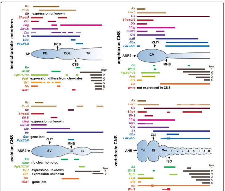 Figure 4 Anterior – posterior gene expression in hemichordate ectoderm and central nervous systems of three chordate subphyla.